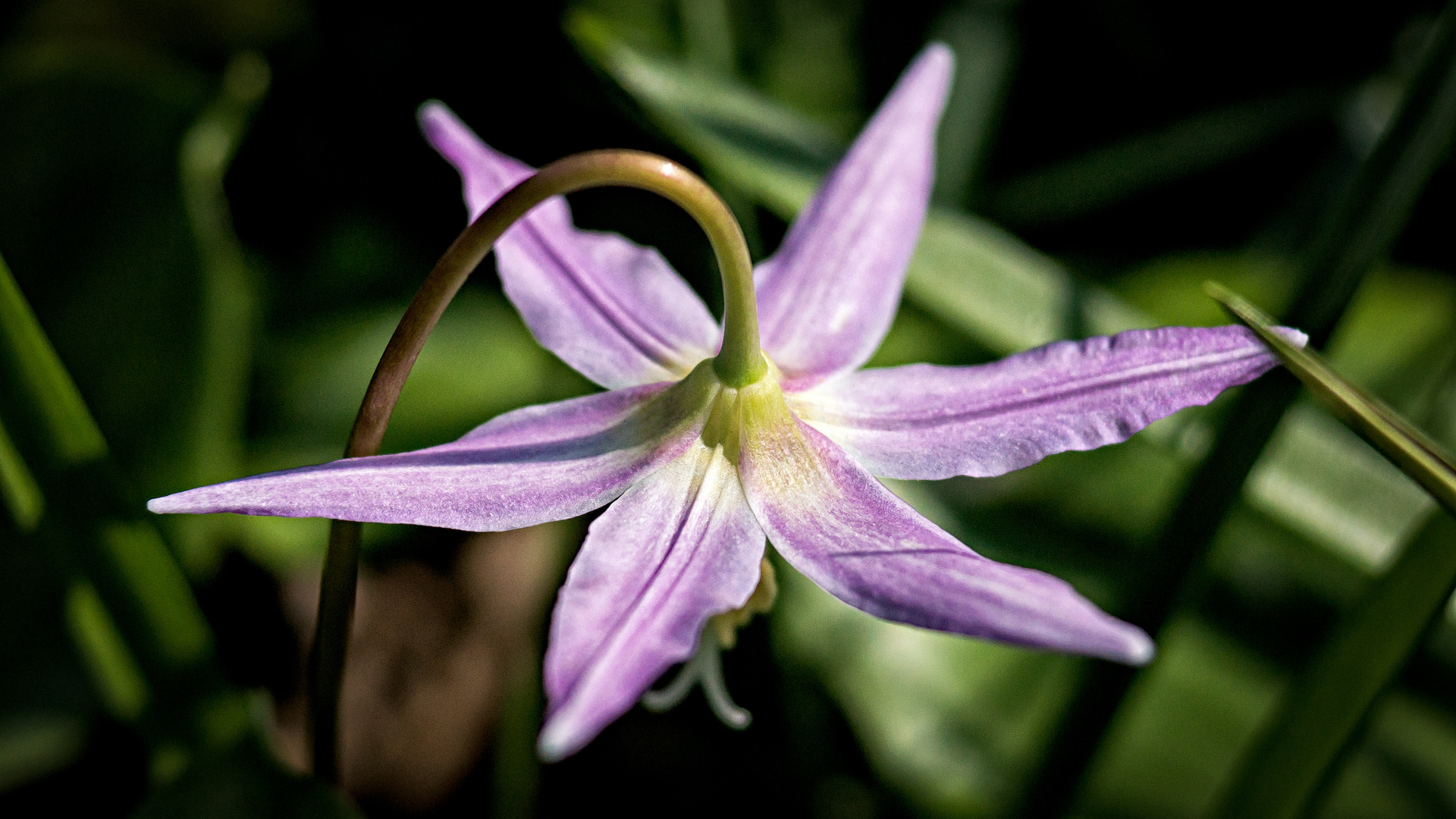FlowerB 7