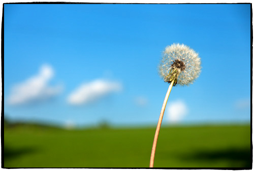 Pusteblume