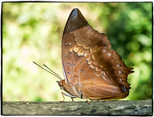 Schmetterling