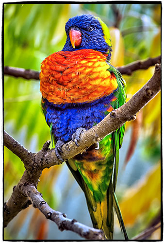 Rainbow Lorikeet
