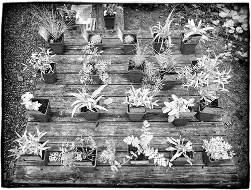 Plants on Table